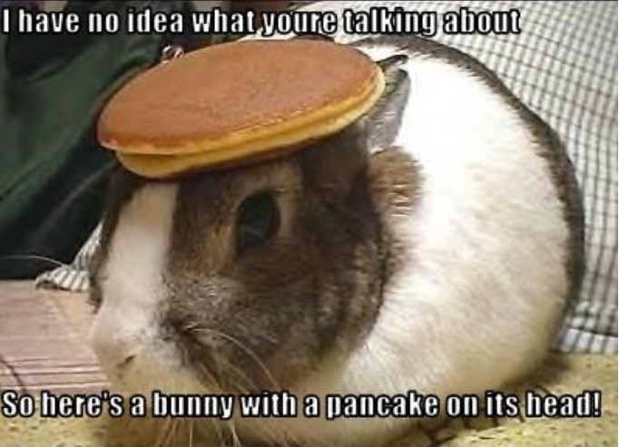 bunny with pancake on his head